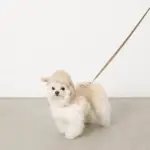 おさんぽロングリード5m