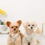 バイカラーハーネス＋リードSET【名入れ刺繍対応】