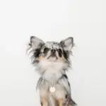 サークルチャームチェーンネックレス【名入れ彫刻対応】