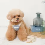 冷感シェルヒトデ柄ハーネス+リードSET【名入れ刺繍対応】