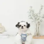 冷感シェルヒトデ柄ハーネス+リードSET【名入れ刺繍対応】