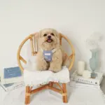 冷感シェルヒトデ柄ハーネス+リードSET【名入れ刺繍対応】