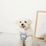 冷感シェルヒトデ柄ハーネス+リードSET【名入れ刺繍対応】