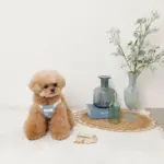 冷感シェルヒトデ柄ハーネス+リードSET【名入れ刺繍対応】