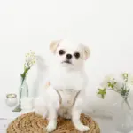 レモン柄刺繍ハーネス+リードSET【名入れ刺繍対応】