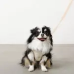 レモン柄刺繍ハーネス+リードSET【名入れ刺繍対応】