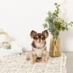 レモン柄刺繍ハーネス+リードSET【名入れ刺繍対応】