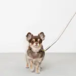 バイカラーレザーリード