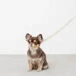 シュリンクレザーコットンライクリード