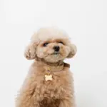 ボーンチャームレザーカラー【名入れ彫刻対応】