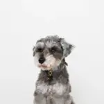 ボーンチャームレザーカラー【名入れ彫刻対応】