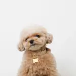 ボーンチャームレザーカラー【名入れ彫刻対応】