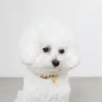 バイカラーサークルチャームレザーカラー【名入れ彫刻対応】