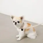 ソフトラバーカラー＋リードSET【名入れ彫刻対応】