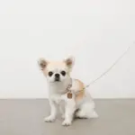 ソフトラバーカラー＋リードSET【名入れ彫刻対応】