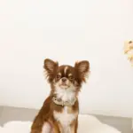 ソフトラバーカラー＋リードSET【名入れ彫刻対応】