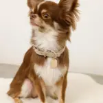 ソフトラバーカラー＋リードSET【名入れ彫刻対応】