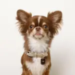 ソフトラバーカラー＋リードSET【名入れ彫刻対応】