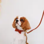 オーストレザーリボンカラー【名入れ彫刻対応】