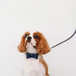 オーストレザーリボンカラー【名入れ彫刻対応】