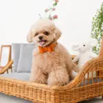 オーストレザーリボンカラー【名入れ彫刻対応】