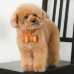 オーストレザーリボンペンダントカラー【名入れ彫刻対応】