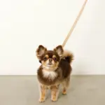 なみなみレザーリード