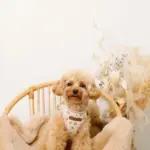 ナチュラルフラワーハーネス＋リードSET【名入れ刺繍対応】