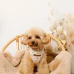 ナチュラルフラワーハーネス＋リードSET【名入れ刺繍対応】