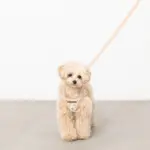 ナチュラルフラワーハーネス＋リードSET【名入れ刺繍対応】