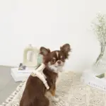 PUレザーテープハーネス+リードSET