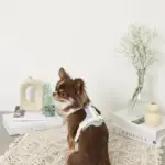 PUレザーテープハーネス+リードSET