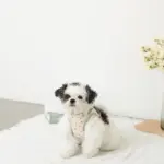 チューリップ柄ハーネス+リードSET【名入れ刺繍対応】