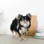 チューリップ柄ハーネス+リードSET【名入れ刺繍対応】