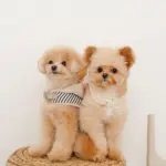 フード付きボーダーハーネス+リードSET【名入れ刺繍対応】