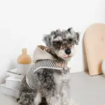 フード付きボーダーハーネス+リードSET【名入れ刺繍対応】