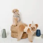 フード付きボーダーハーネス+リードSET【名入れ刺繍対応】