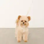 フード付きボーダーハーネス+リードSET【名入れ刺繍対応】