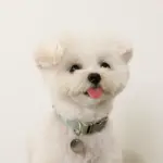 反射ほし柄バックルカラー【名入れ彫刻対応】