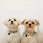 反射ほし柄バックルカラー【名入れ彫刻対応】