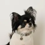 反射ほし柄バックルカラー【名入れ彫刻対応】