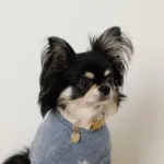 反射ほし柄バックルカラー【名入れ彫刻対応】