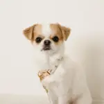 くまさんプリントバックルカラー＋リードSET【名入れ彫刻対応】