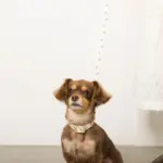 くまさんプリントバックルカラー＋リードSET【名入れ彫刻対応】