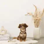 くまさんプリントバックルカラー＋リードSET【名入れ彫刻対応】