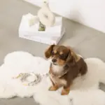 くまさんプリントバックルカラー＋リードSET【名入れ彫刻対応】