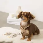 くまさんプリントバックルカラー＋リードSET【名入れ彫刻対応】