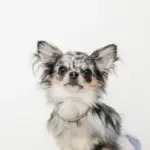 コードチョーカー