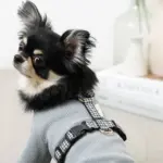 ギンガムチェックハーネス+リードSET【名入れ刺繍対応】