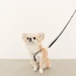 ギンガムチェックハーネス+リードSET【名入れ刺繍対応】